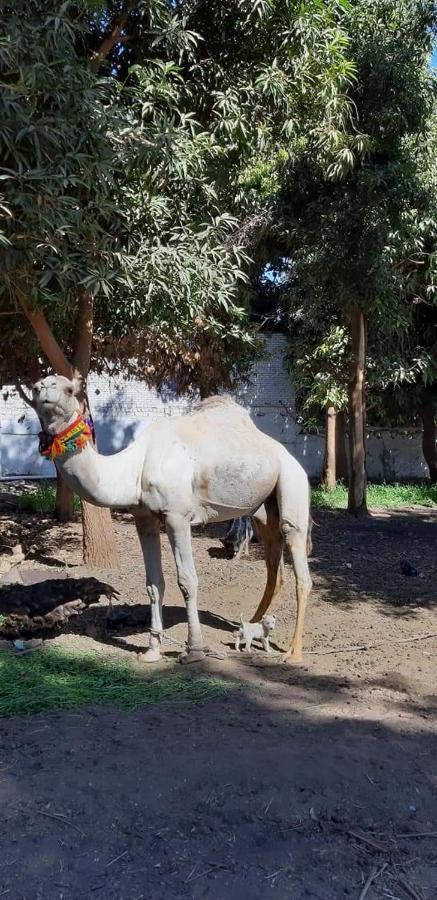 Habibi Nubian Guest House-Nubian Hospitality Aswan Bagian luar foto